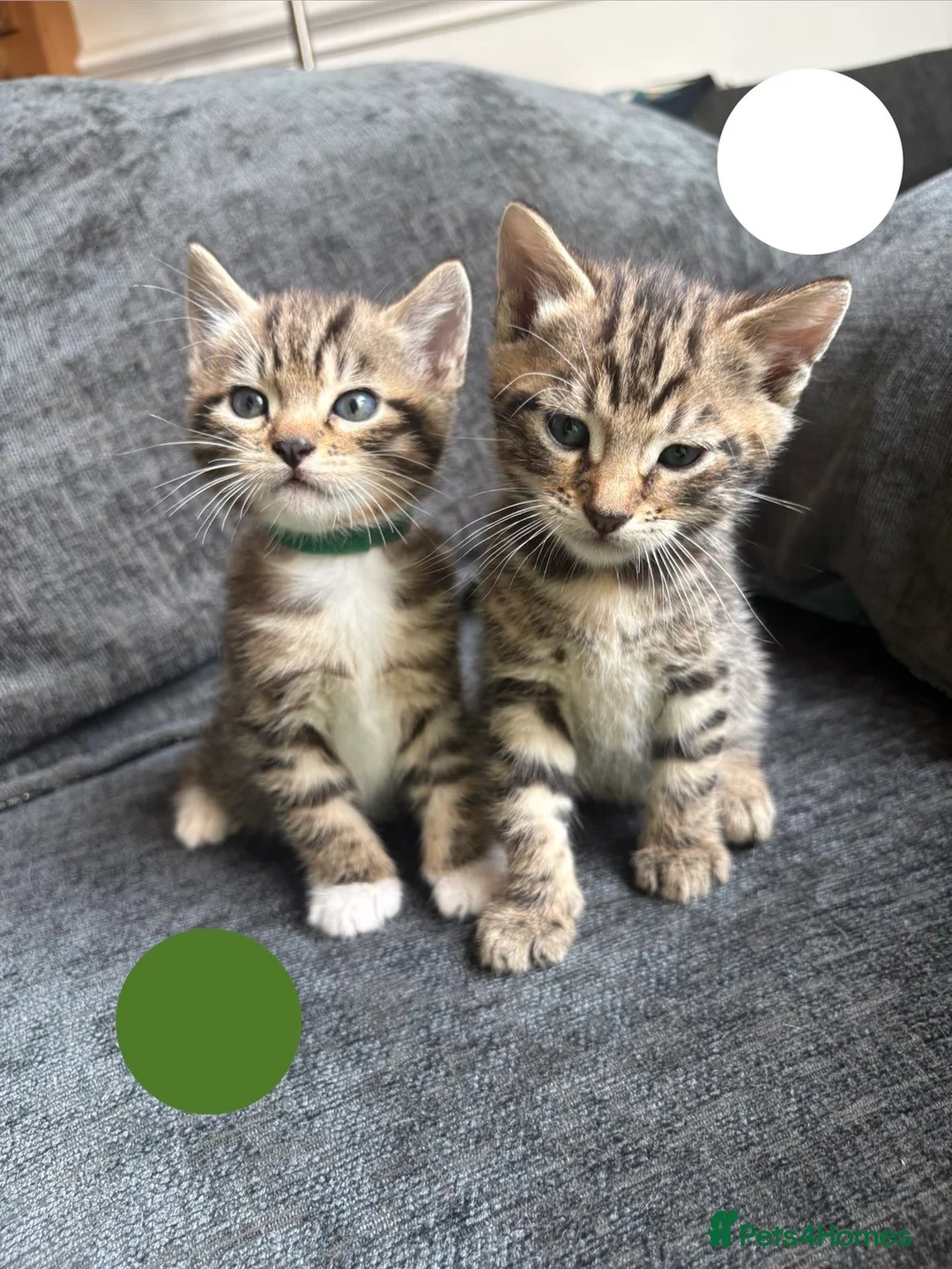 Bengal cats for sale: Beautiful Bengal Cross Kittens - Advert 2