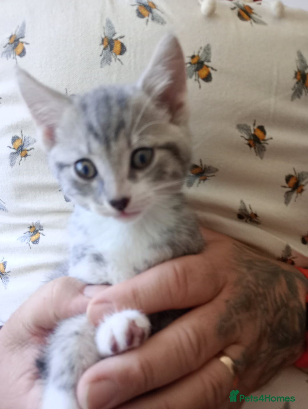 British Shorthair cats for sale: Adorable blue grey kittens - Image 4