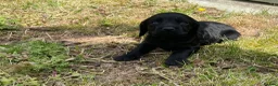 Cocker Spaniel dogs for sale: Full breed cocker spaniels puppies  - Advert 8
