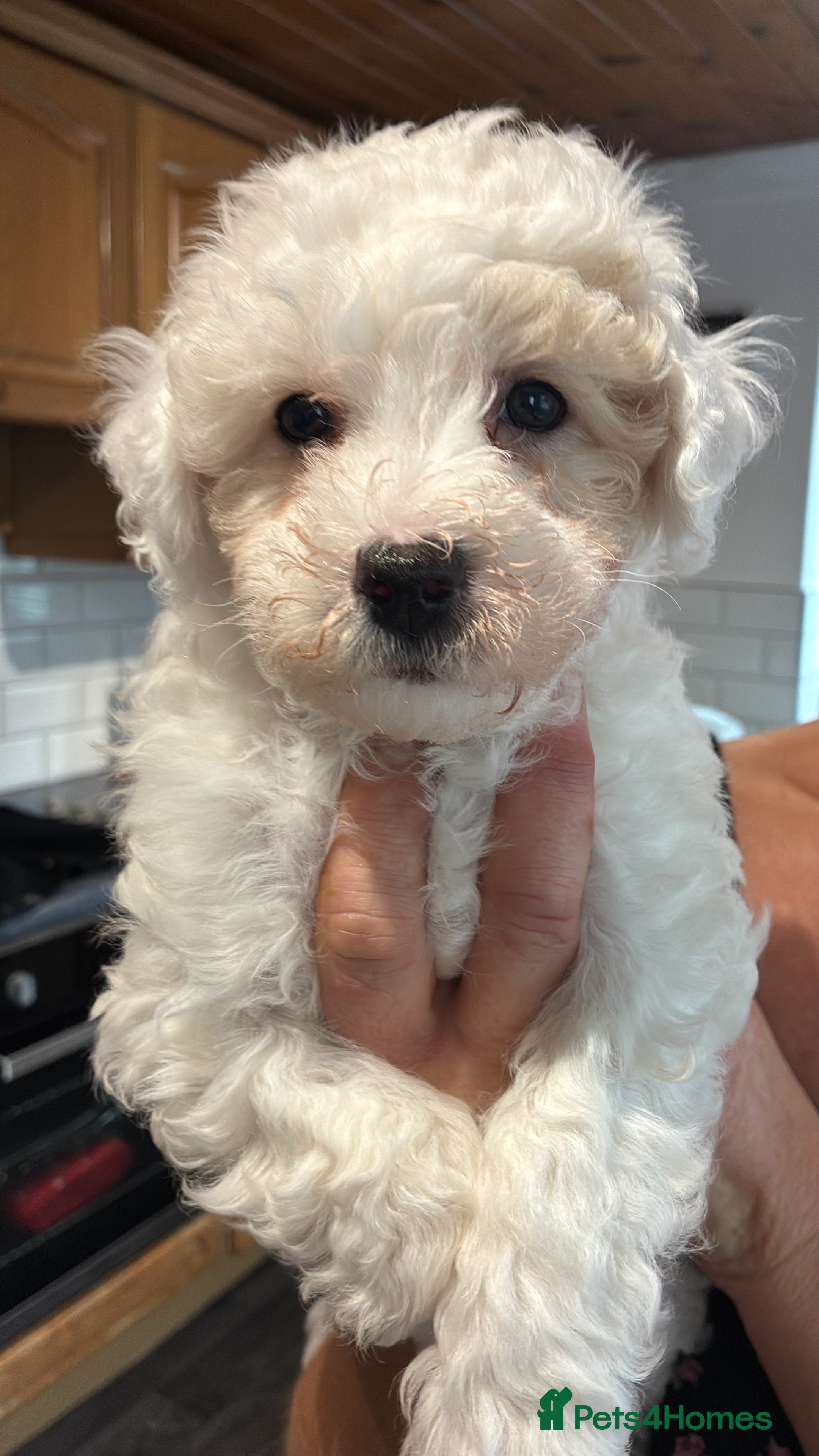 Mixed Breed dogs  Cavapoo - Advert 6