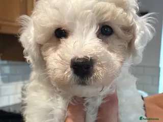 Mixed Breed dogs Cavapoo - Advert 2