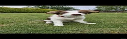 Border Collie dogs for sale: Red, white and tan border collie puppies for sale  in Evesham - Advert 3