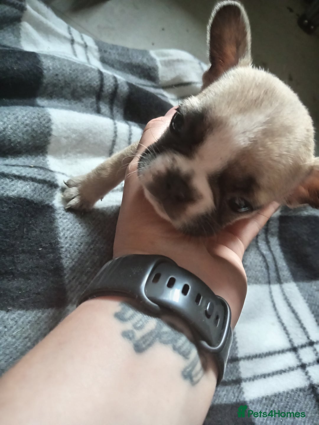 French Bulldog dogs for sale: Female French bulldog puppies  - Image 1