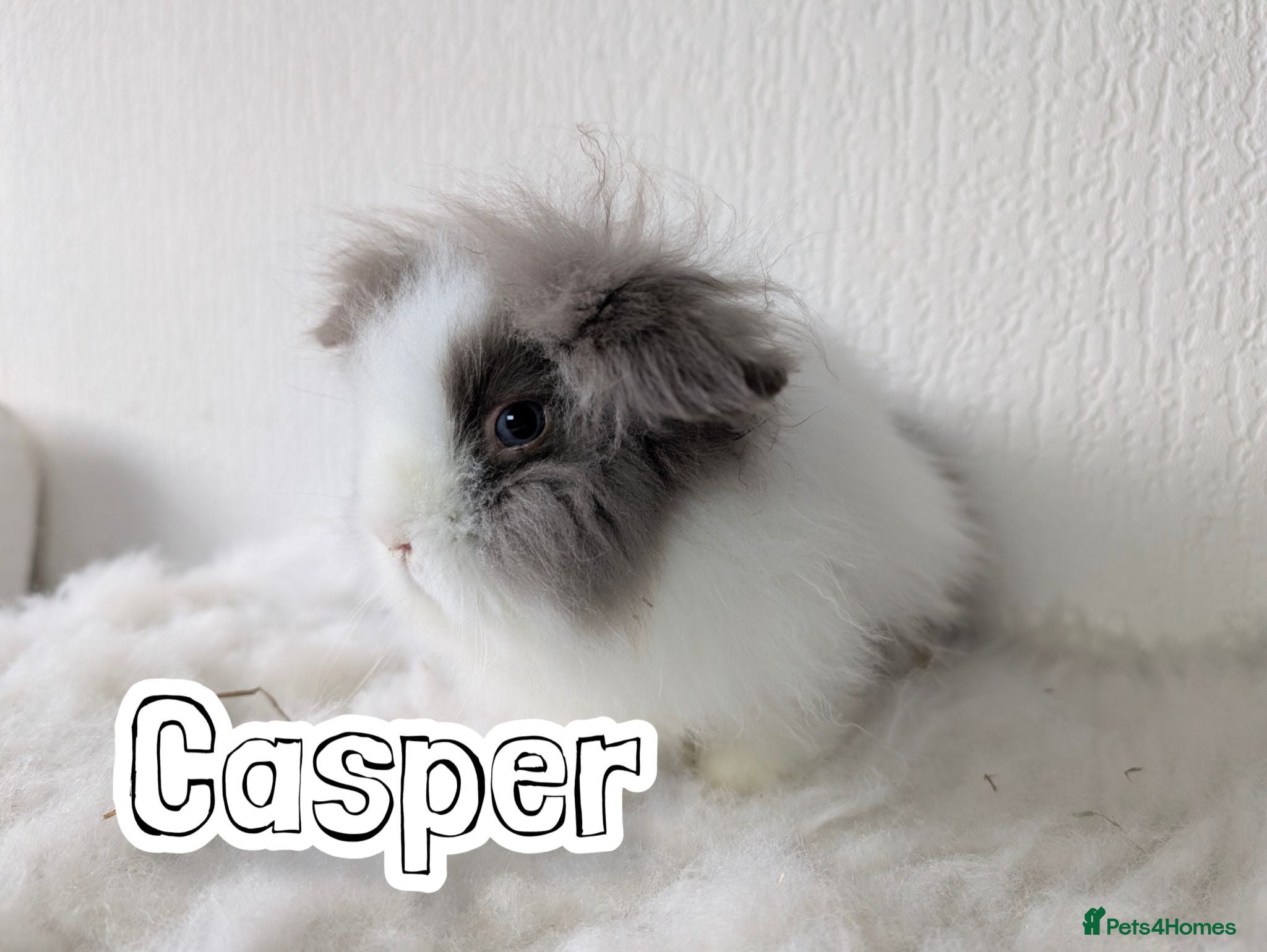 Lionhead rabbits Double Maned BE Lionhead for Adoption - Advert 1