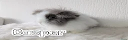 Lionhead rabbits for sale: Double Maned BE Lionheads in London - Advert 20