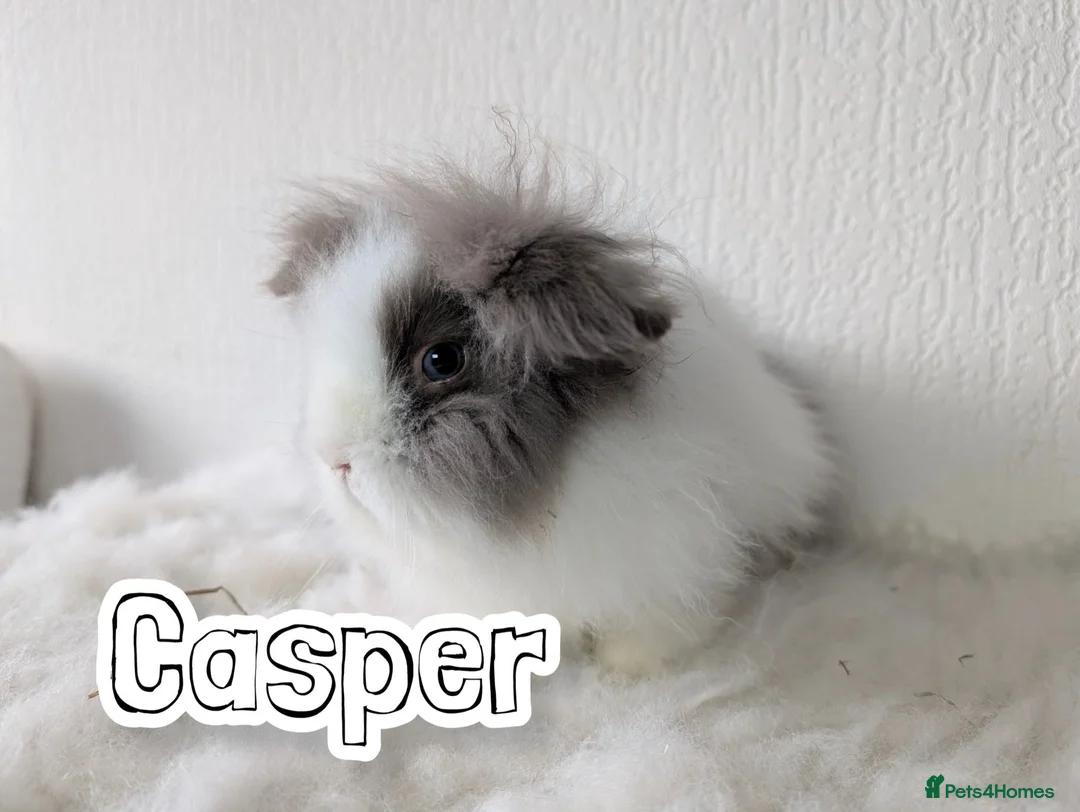Lionhead rabbits for sale: Double Maned BE Lionhead for Adoption - Advert 1