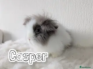 Lionhead rabbits Double Maned BE Lionhead for Adoption - Advert 1