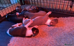 Whippet dogs for stud: KC Whippet at Stud Heart and Eye tested Clear. in Buckingham - Image 3