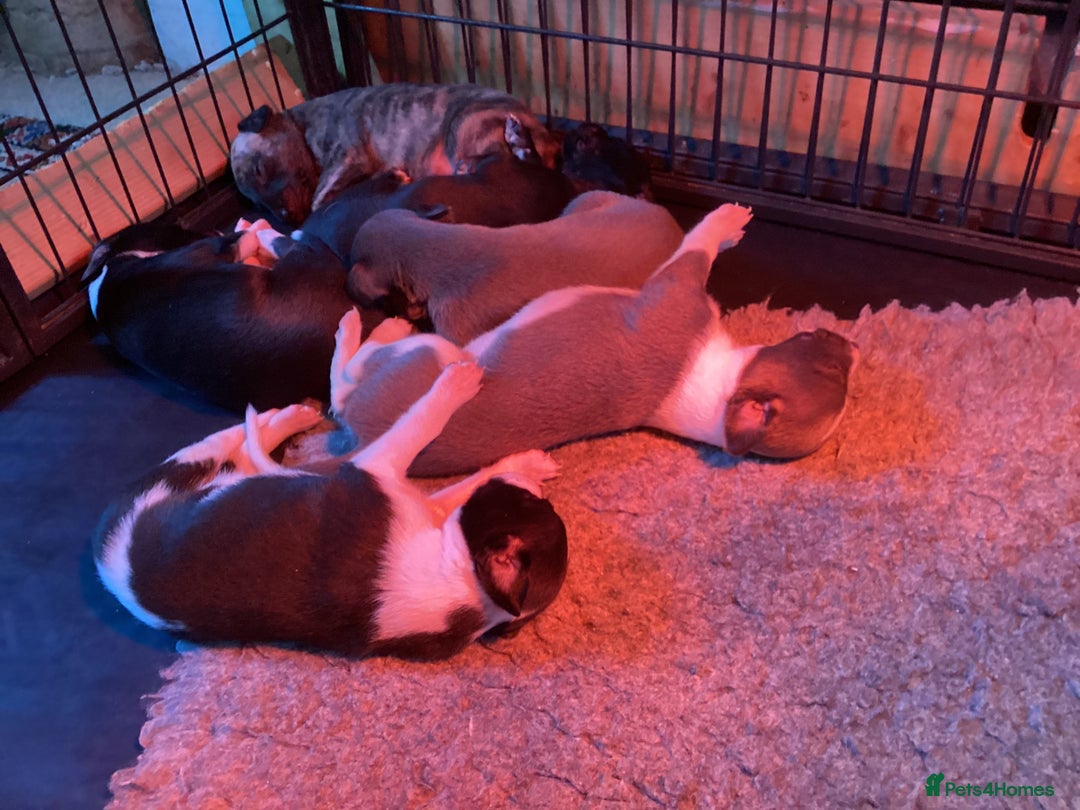 Whippet dogs for stud: KC Whippet at Stud Heart and Eye tested Clear. in Buckingham - Image 3