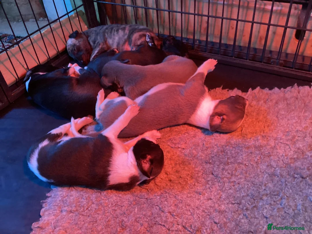 Whippet dogs for stud: KC Whippet at Stud Heart and Eye tested Clear. in Buckingham - Advert 3