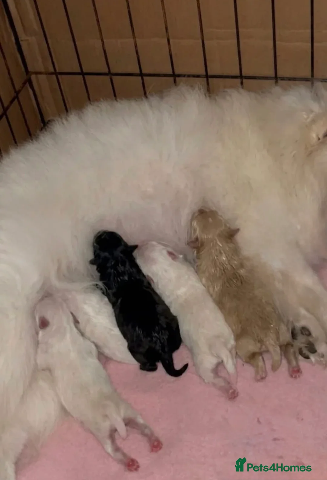 Pomeranian dogs for sale: Female Pomeranian 9 weeks old  in Wembley - Advert 2