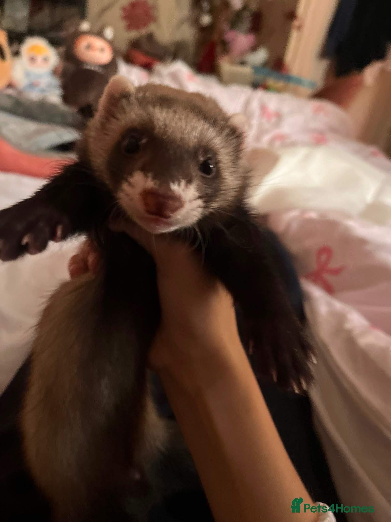 Ferret rodents 9week male ferret - Advert 1