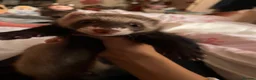 Ferret rodents for sale: 9week male ferret - Advert 1