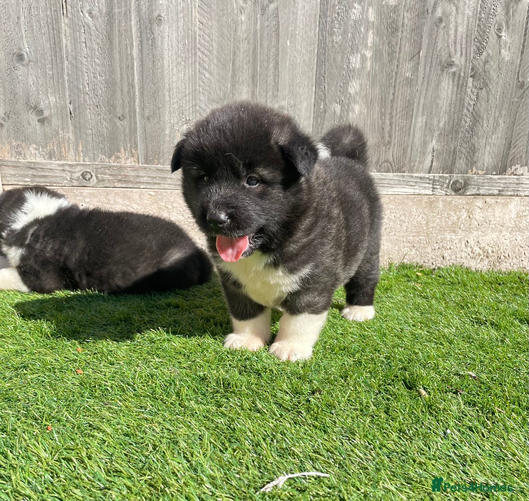 Akita dogs for sale: American Akita Puppys for sale  - Image 13