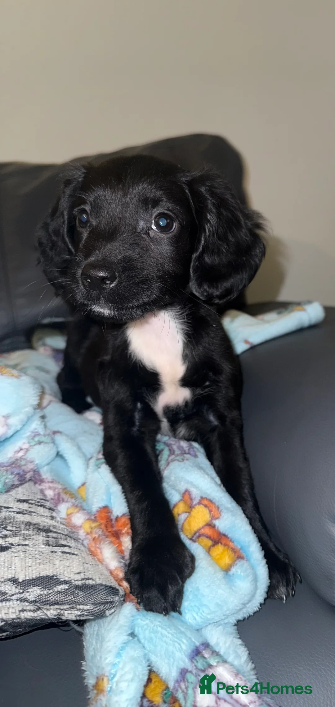 Mixed Breed dogs for sale: 2 boys 2 girls springer jacks ready now  - Advert 2