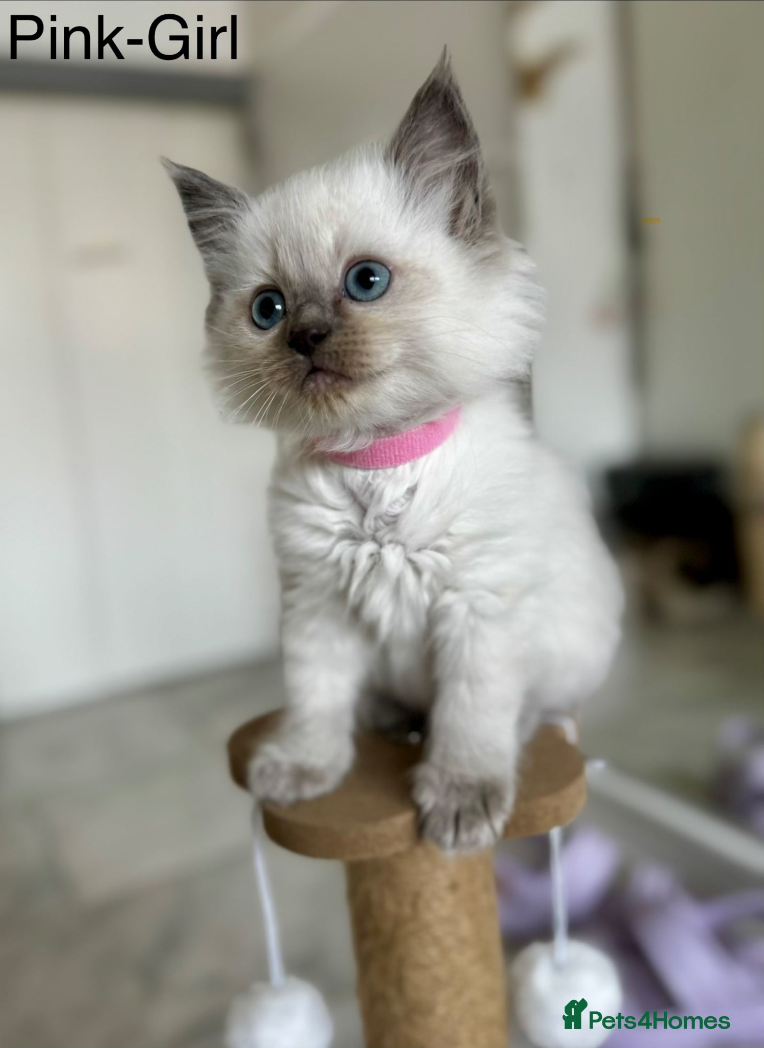 Ragdoll cats 3 Ragdoll kittens available - Advert 2