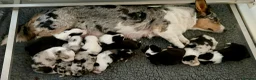 Welsh Corgi Cardigan dogs for sale: Top Quality KC Pedigree Corgi Cardigan Puppies - Advert 6