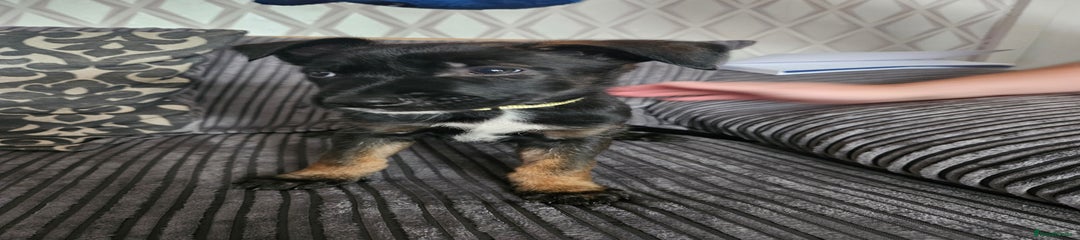 Belgian Shepherd Dog Puppy 5