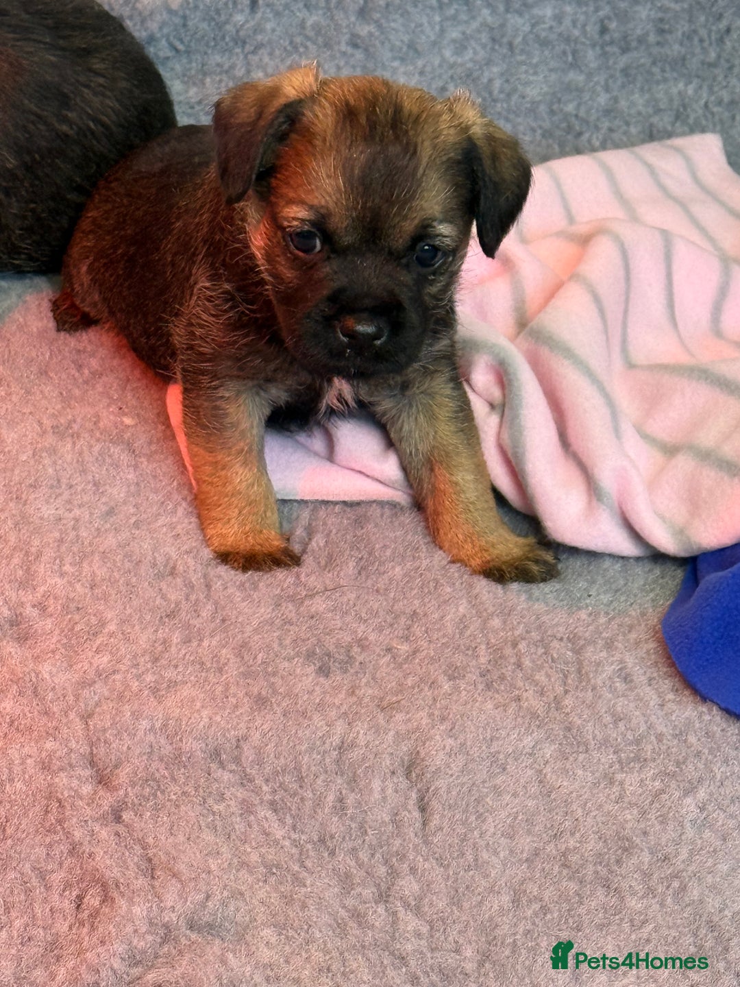 Border Terrier dogs for sale: Kc reg Border Terrier puppies  - Advert 5