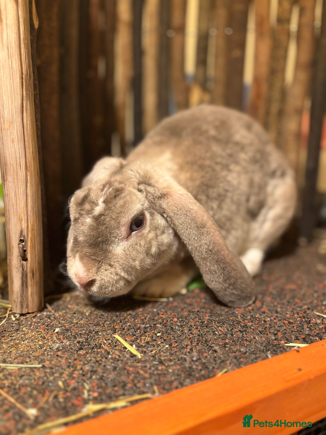 Mini Lop rabbits for sale: Chinchilla vm mini plush lop buck ✨ - Advert 2