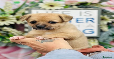 Mixed Breed dogs - Advert 12