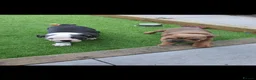 English Bulldog dogs for sale: 4 beautiful English bulldog puppies  - Advert 2