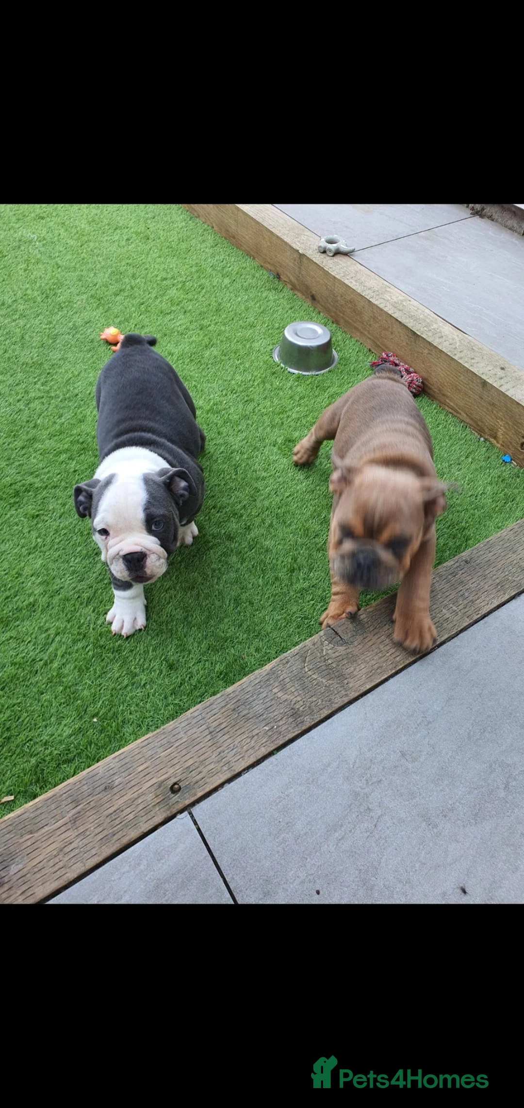 English Bulldog dogs for sale: 4 beautiful English bulldog puppies  - Advert 2