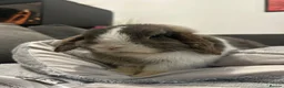 Mixed Breed rodents for sale: Bertie Boy in Mansfield - Advert 4