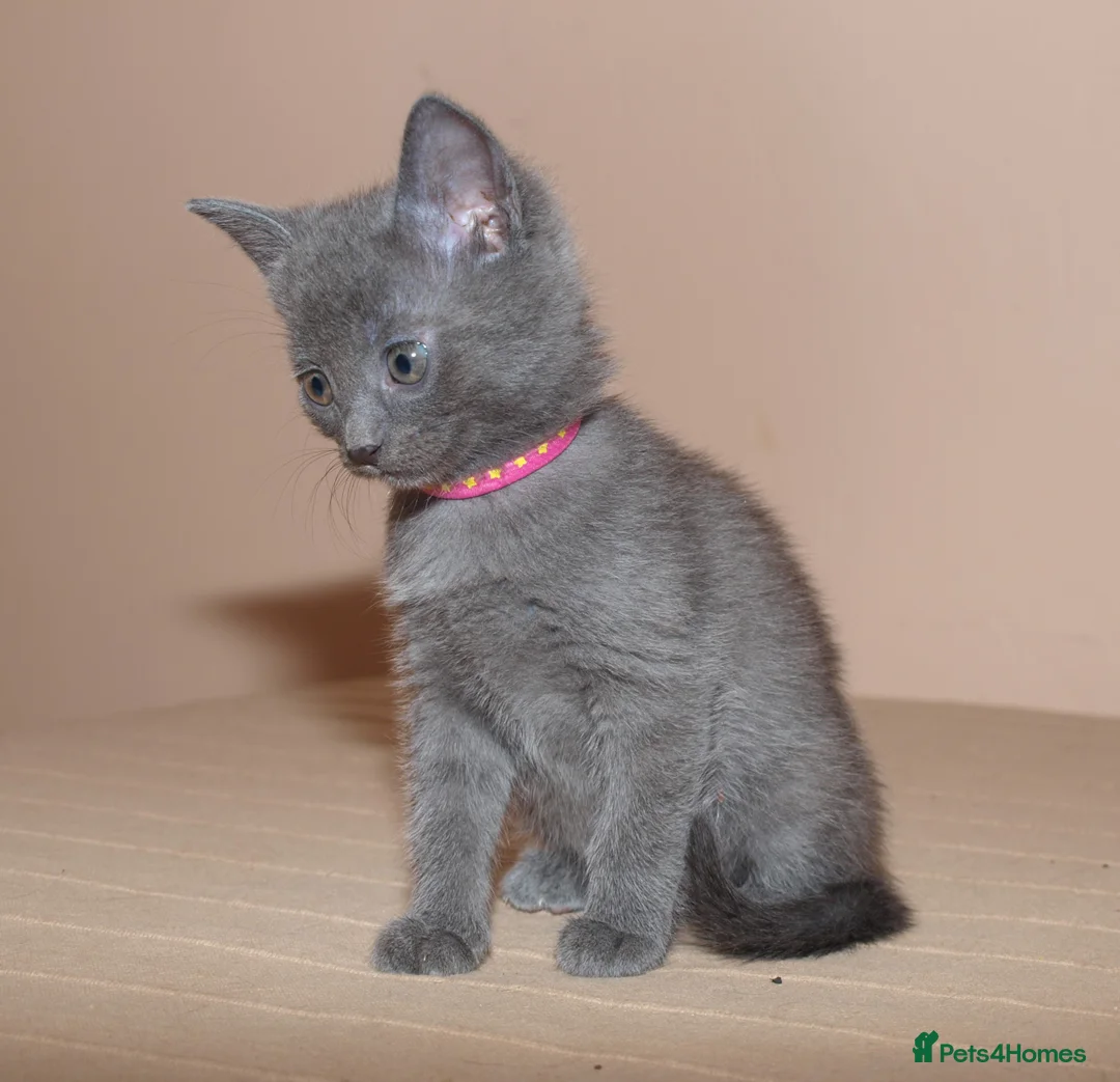 Russian Blue cats for sale: Russian Blue kitten for sale - ONE Girl left - Advert 2