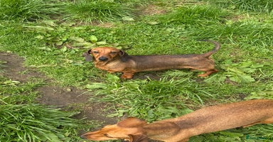 Miniature Dachshund dogs - Advert 6