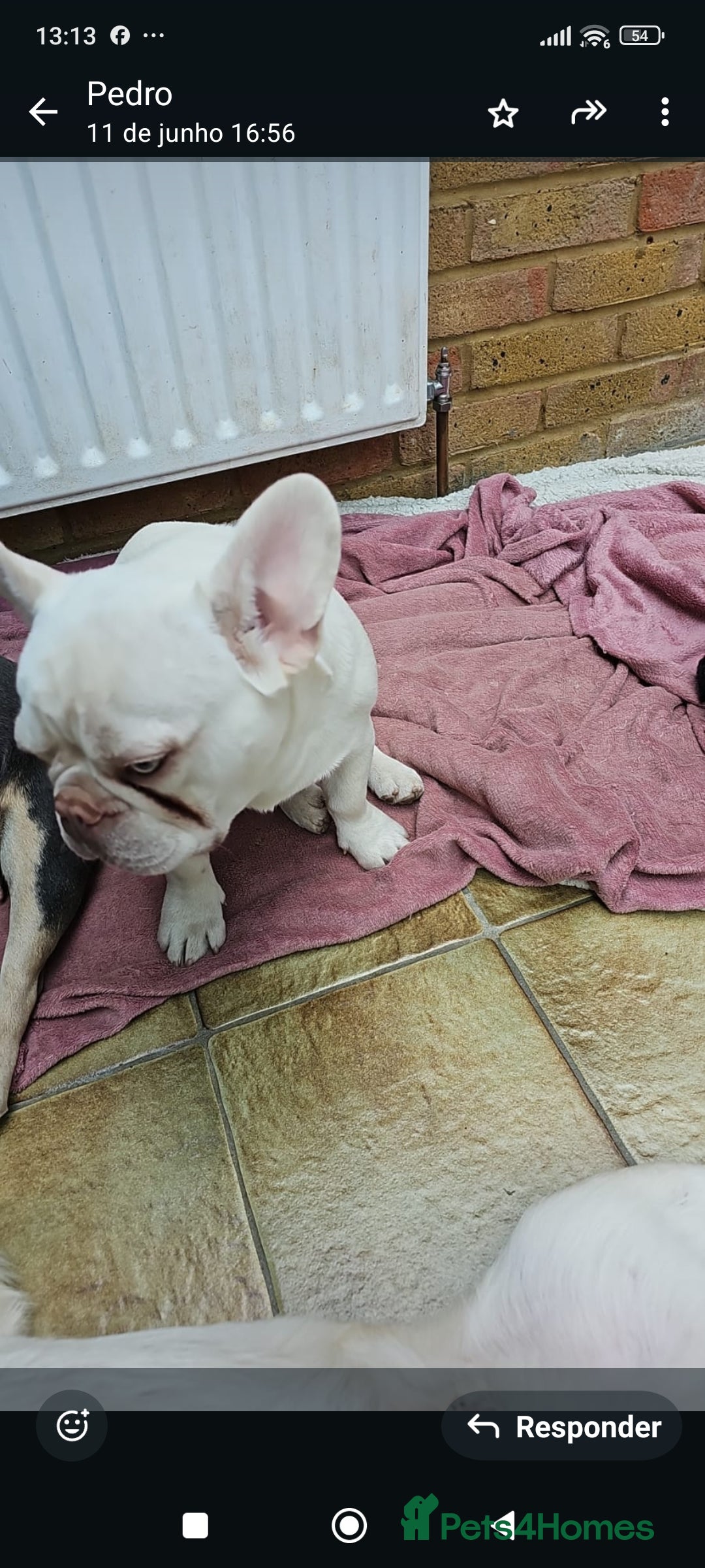 French Bulldog dogs for sale: Duas french bulldog para venda - Image 2