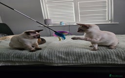 Bengal cats for sale:  CHAMPION LINE Top Quality Bengal -DNA Tested - Image 11