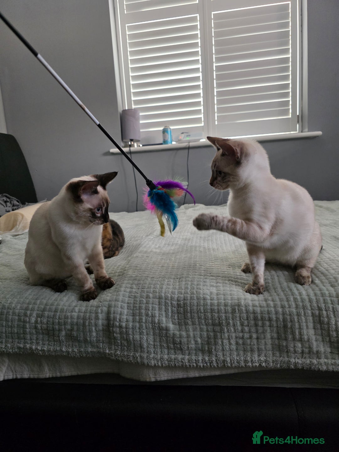 Bengal cats for sale:  CHAMPION LINE Top Quality Bengal -DNA Tested - Image 11