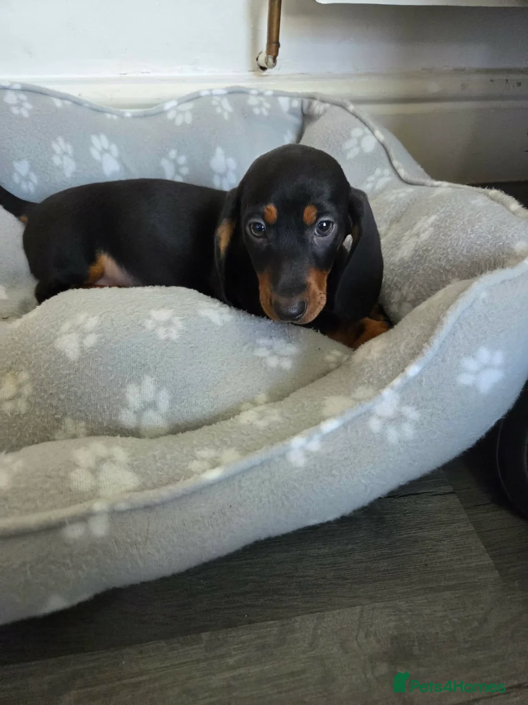 Dachshund dogs for sale: Miniature Dachshund puppy in Nelson - Advert 2