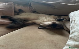 Ragdoll cats for sale: Gorgeous SealPoint Ragdoll Looking for Loving Home - Image 9