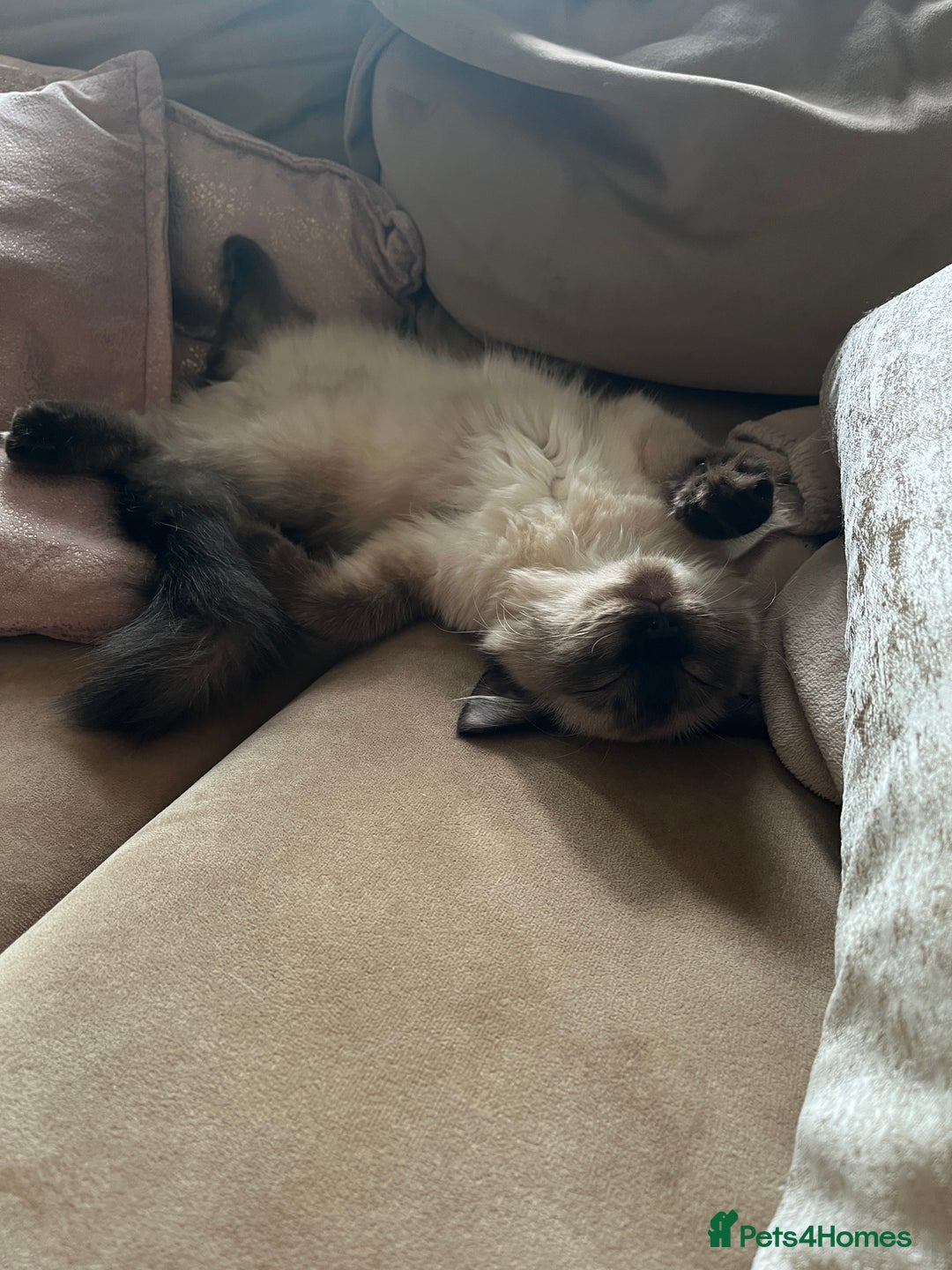 Ragdoll cats for sale: Gorgeous SealPoint Ragdoll Looking for Loving Home - Image 9