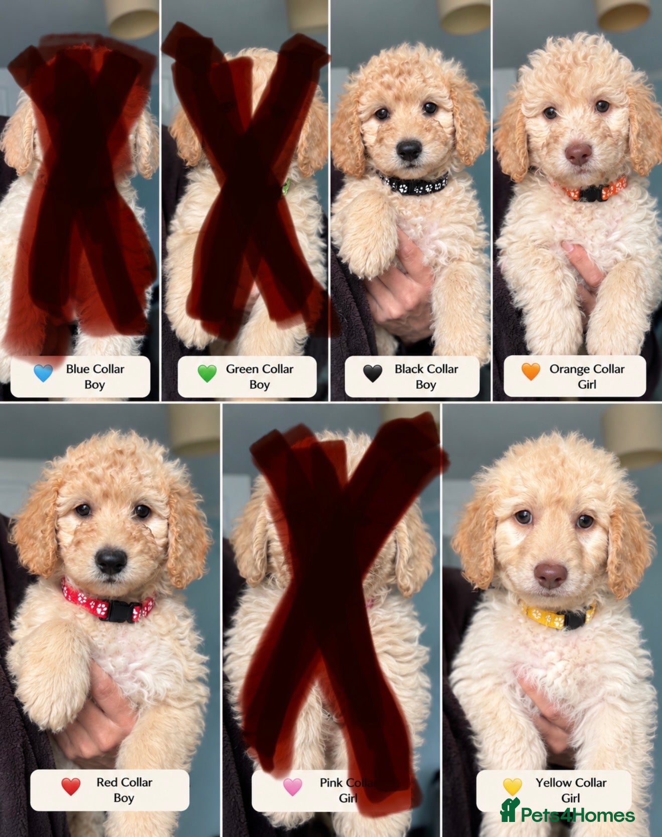 Mini Goldendoodle dogs MINI GOLDENDOODLE PUPPIES (last puppies available) - Advert 1