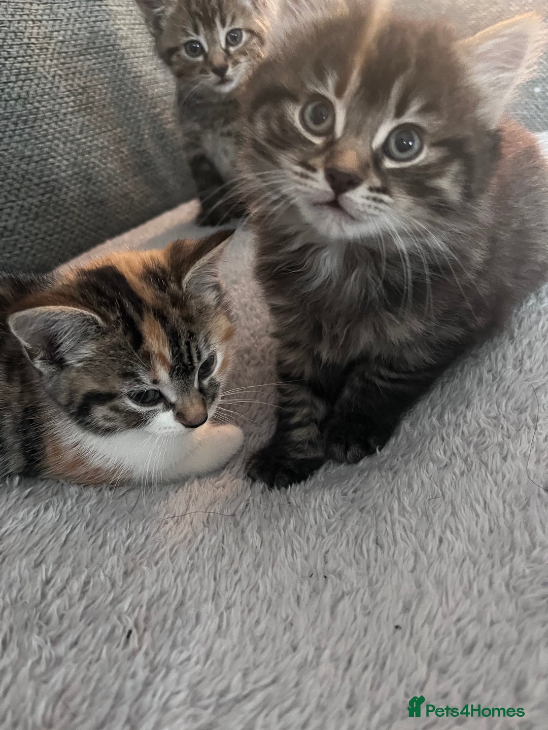 Mixed Breed cats for sale: Tabby boy  - Image 3