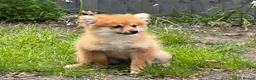 Pomeranian dogs for sale: Gorgeous Pomeranian puppies in London - Advert 7