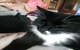 Mixed Breed cats for stud: 🏠Mother&Daughter Bonded🎀  - Image 5