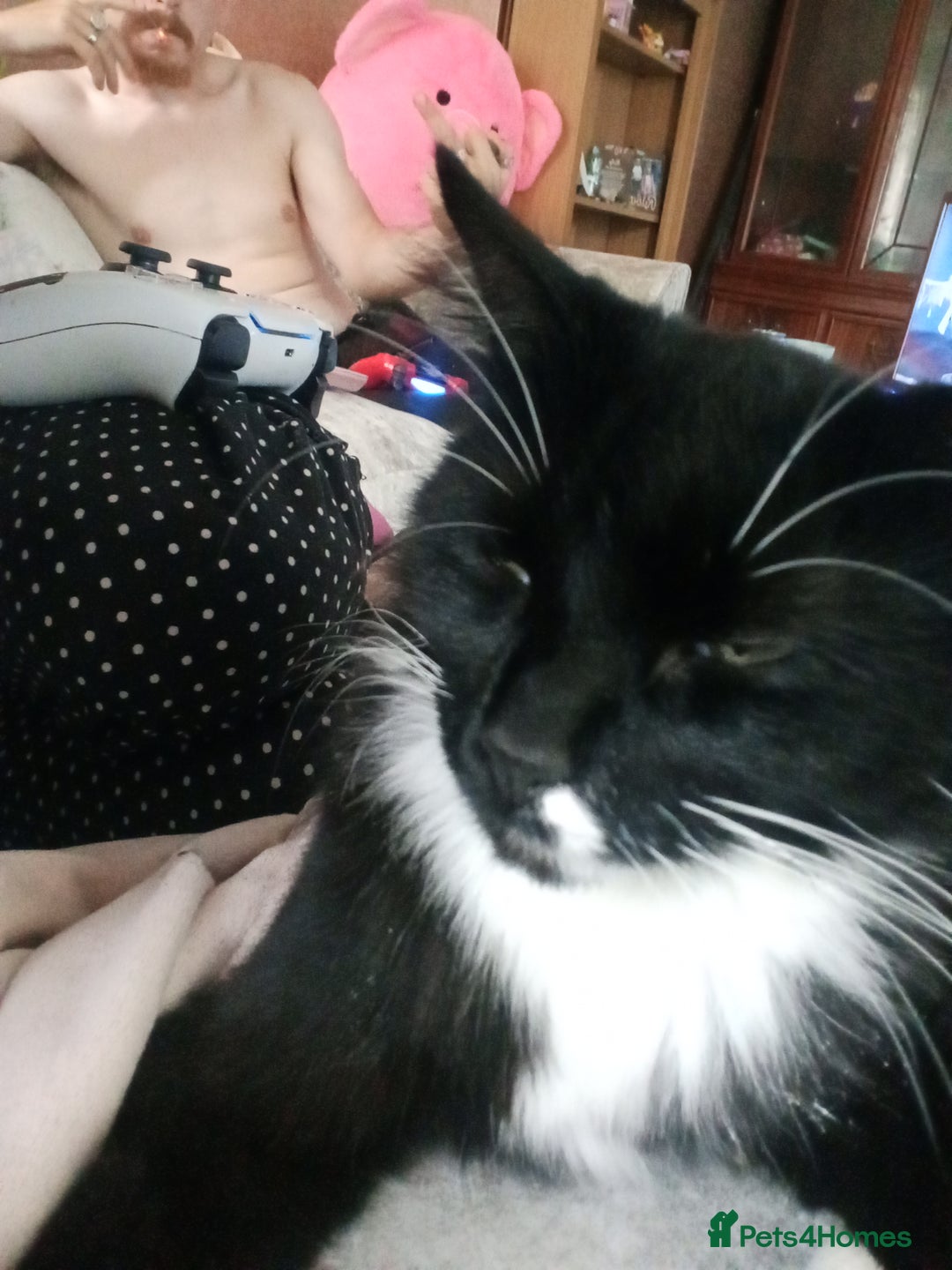 Mixed Breed cats for stud: 🏠Mother&Daughter Bonded🎀  - Image 5