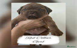 Dogue De Bordeaux dogs for sale: Dogue De Bordeaux Puppies - Image 7
