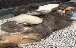 Persian cats for sale: 4 stunning persian kittens  - Image 11