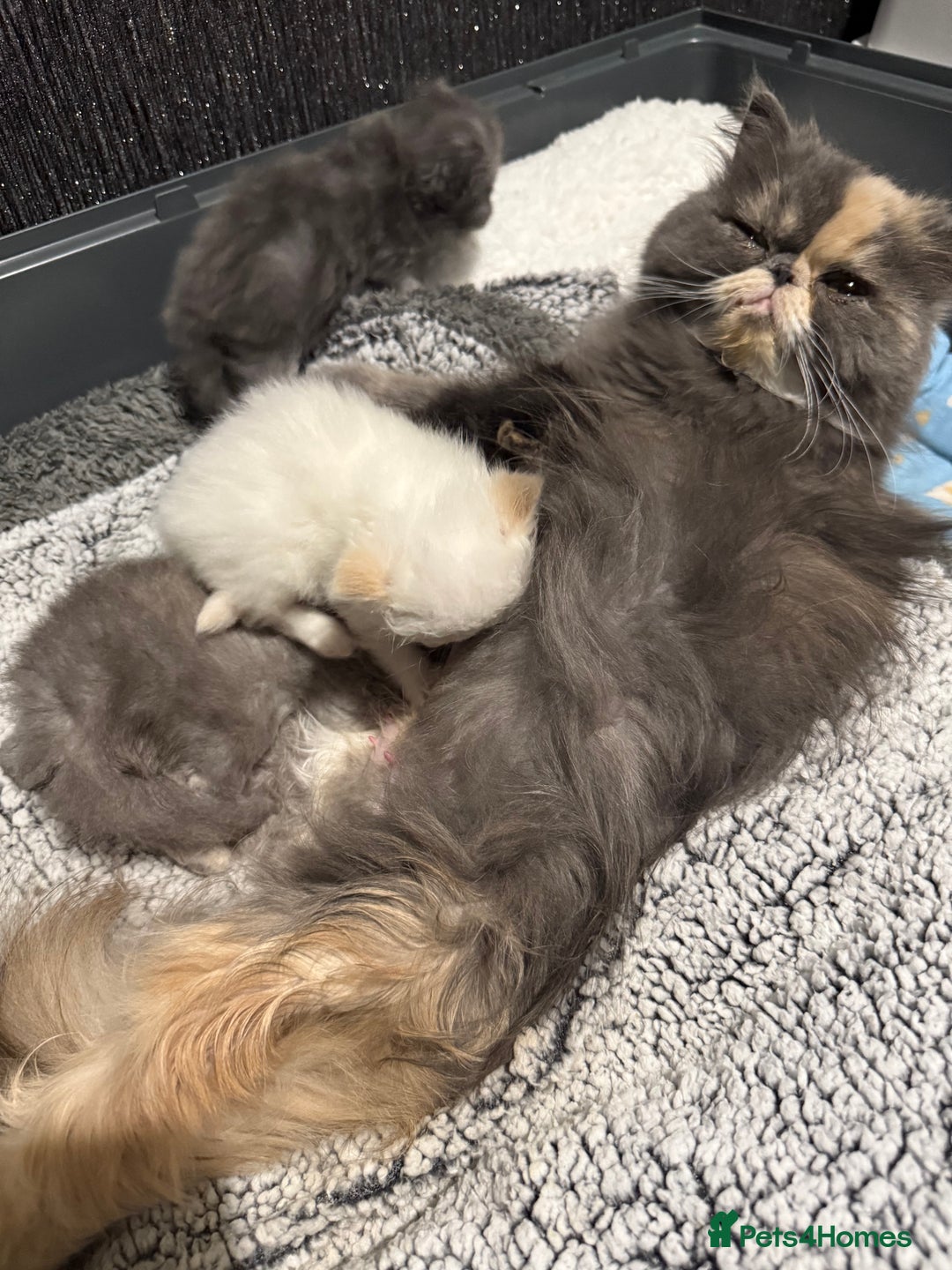 Persian cats for sale: 4 stunning persian kittens  - Image 11