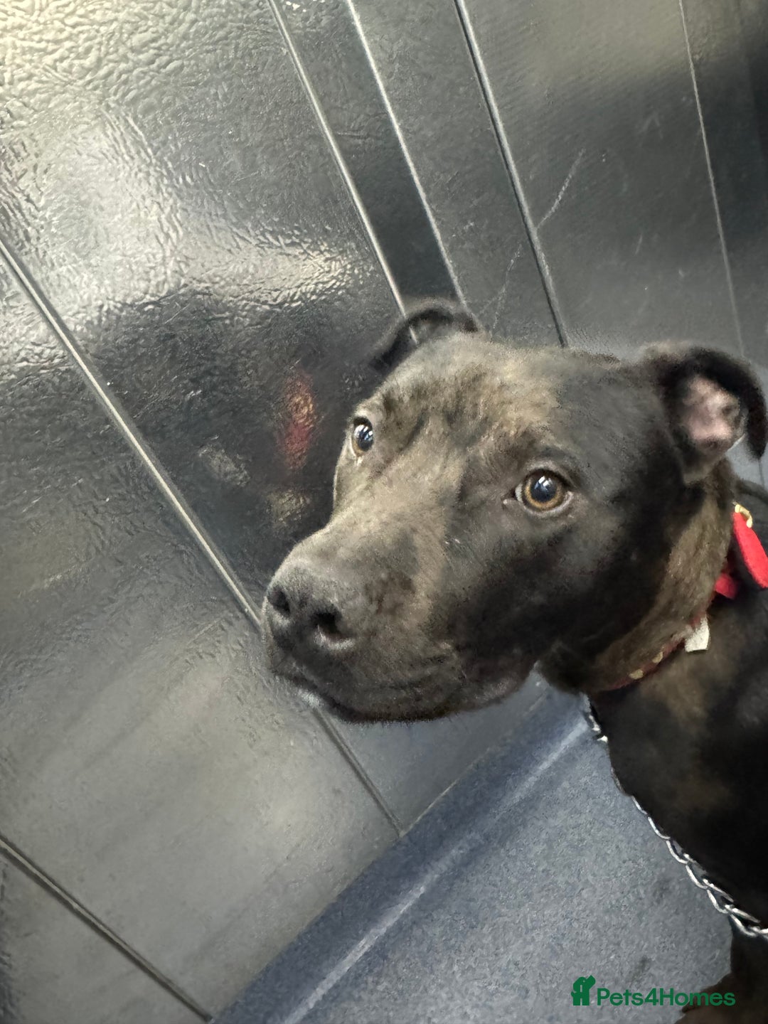Mixed Breed dogs for sale: Beautiful Boy called Nero - Image 6