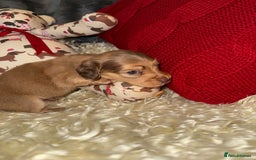 Miniature Dachshund dogs for sale: 💚🧡Stunning KC Longhaired Mini Dachshunds💚🧡 - Image 4