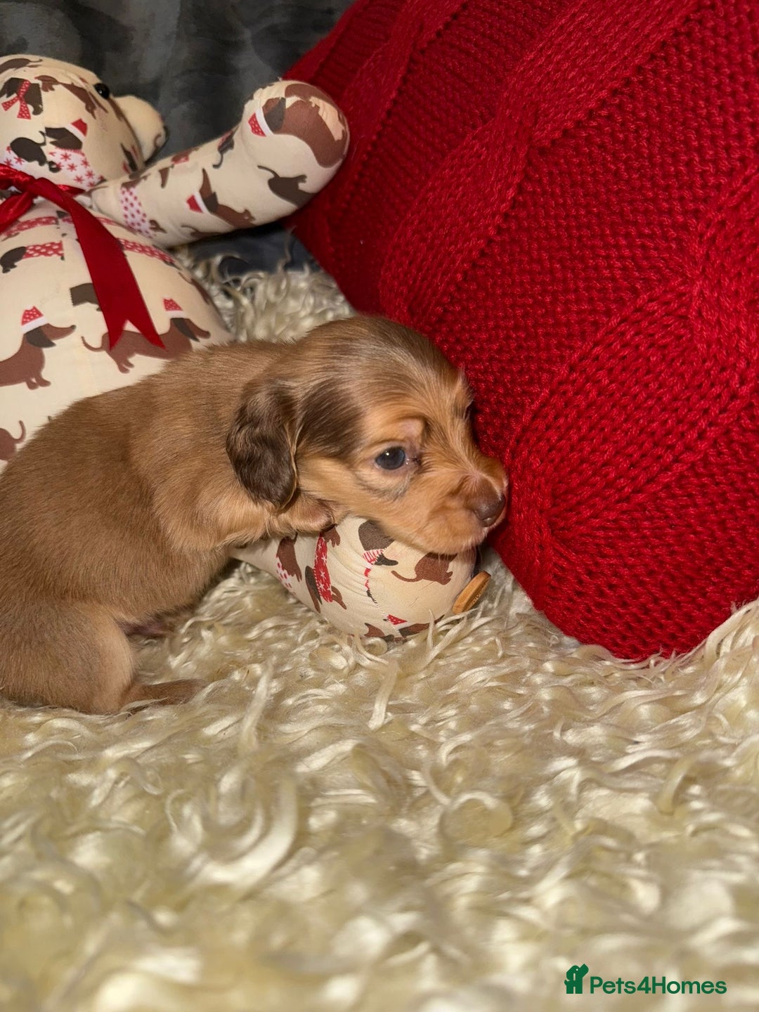 Miniature Dachshund dogs for sale: 💚🧡Stunning KC Longhaired Mini Dachshunds💚🧡 - Image 4