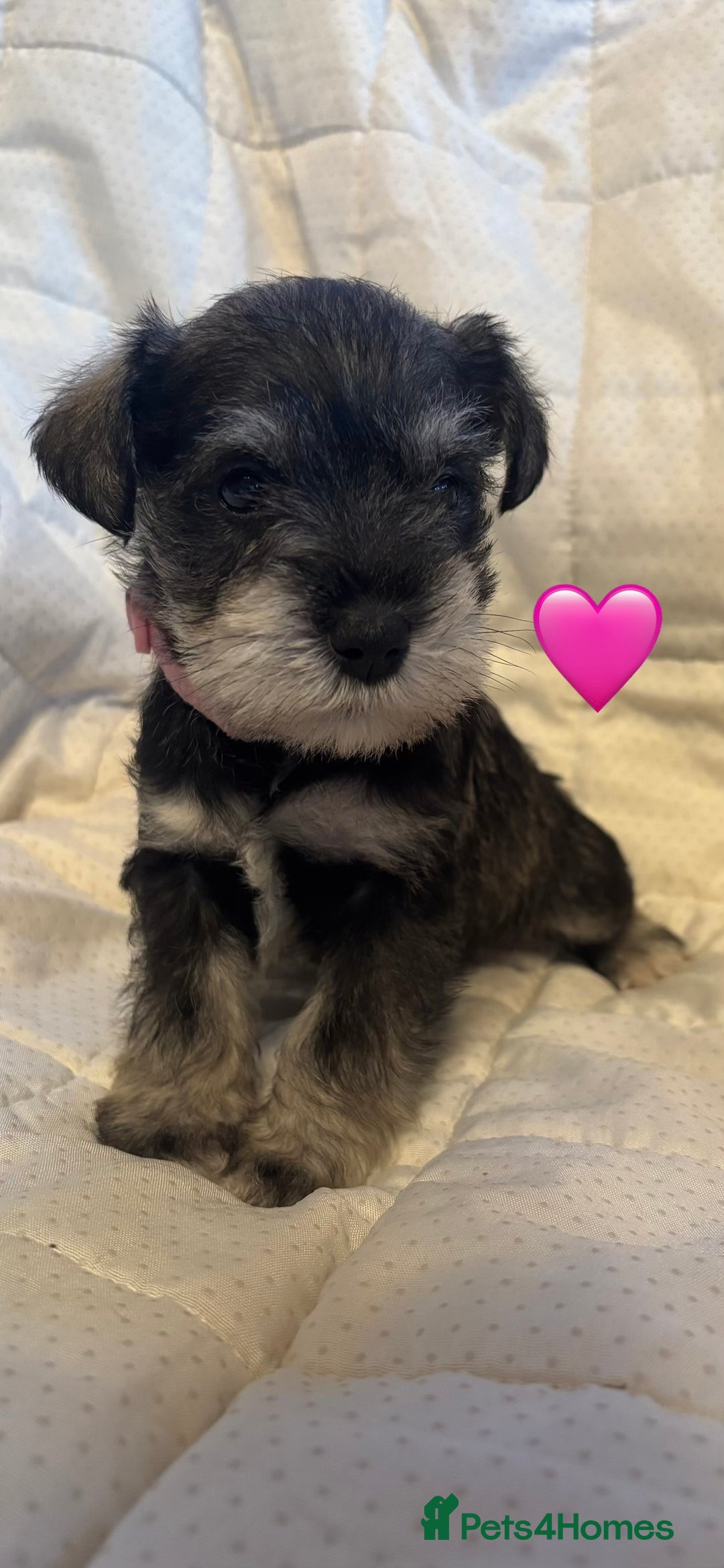 Miniature Schnauzer dogs for sale: Miniature Schnauzer Pups (White & Salt’n’Pepper) - Image 10