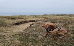 Hungarian Vizsla dogs for sale: Hungarian wire haired vizsla  - Image 2