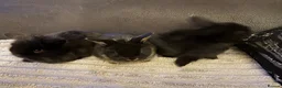 Mini Lion Lop rabbits for sale: 3x boy bunnies pure black  - Advert 9